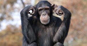 Расшифровка геномов человекообразных обезьян поможет понять, что делает нас людьми