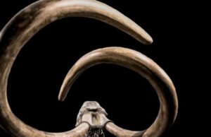 Давні вироби з бивня мамонта могли бути дитячими іграшками — археологи