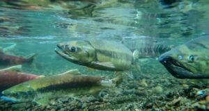 Вчені виявили несподіваний ефект снодійного на рибу